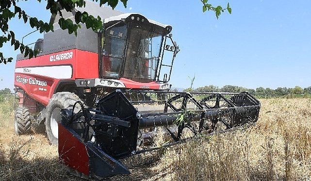 Birinci Sefer Belediye Yerinde Buğday Hasadına Başlandı