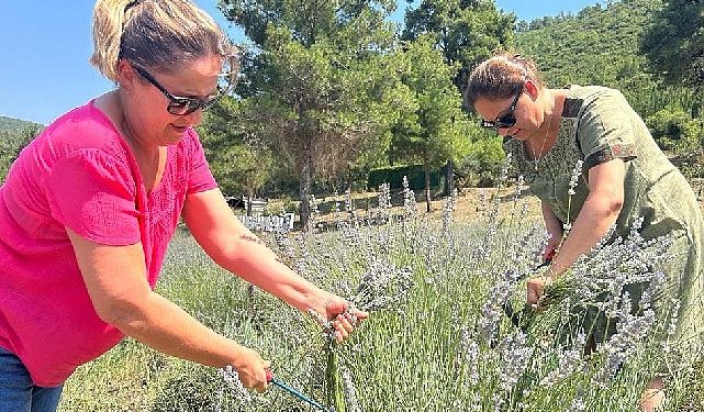 Bodrum Belediyesi, Garaova Tarım Park’ta üretilen lavantaların hasadına başladı.