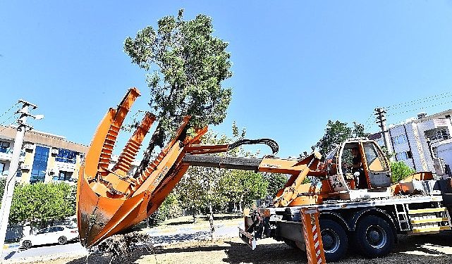 Buca Metrosu’nda istasyon inşaatları öncesinde ağaçlar süreksiz olarak taşınıyor