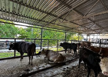 Büyükşehir Mezbahaları Bayramda Tam Kapasite Çalıştı
