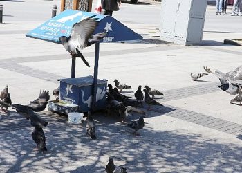 Can dostlara mama ve su takviyesi