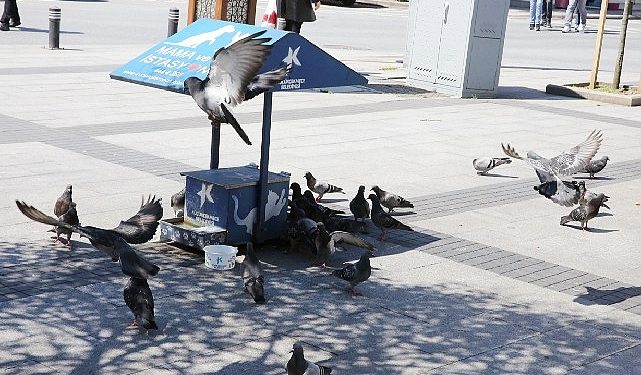 Can dostlara mama ve su takviyesi