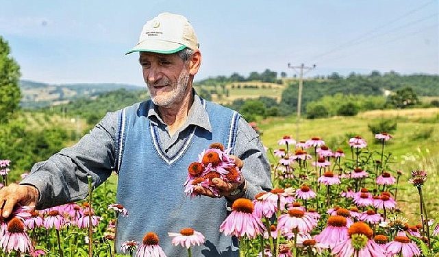 Ekinezya Hasat İçin Gün Sayıyor