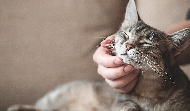 Evcil Hayvan Sigortası’nda Şampiyon Kediler