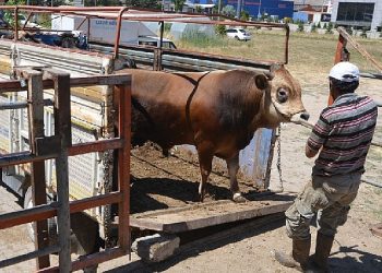 Hayat ağacı derneğinde 64 adet büyükbaş 41 adet küçükbaş kurban kesildi