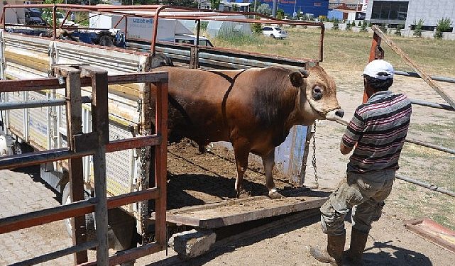 Hayat ağacı derneğinde 64 adet büyükbaş 41 adet küçükbaş kurban kesildi