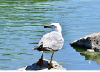 İzmir Doğal Ömür Parkı’nın göçmen kuşları