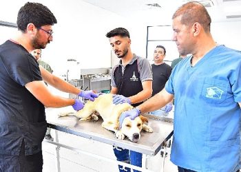 İzmir’de bir yılda 25 bin kedi ve köpek kısırlaştırıldı
