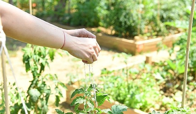 Kadıköy Bostanlarında Hasat Vakti