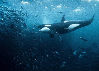 Kayıp Dünyalar BBC Earth ile Keşfediliyor