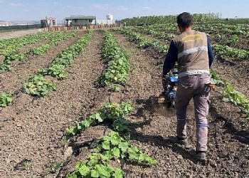 Keçiören belediyesi bostanında hasat başladı 