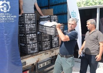 Kocaeli’de üreticilere 118 bin çilek fidesi dağıtıldı
