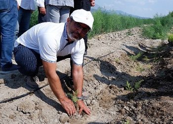Kuşkonmaz üreticisi Sparga1 Tarım A.Ş., 400 dönümlük alanda dikim faaliyetine başladı