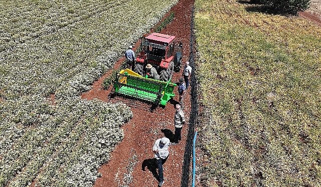 Lider Altay: “Susuz Tarım Sistemiyle Ekimini Desteklediğimiz Kekiklerin Hasadı Yapıldı”
