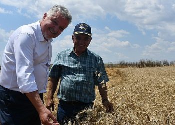 Lüleburgaz Belediyesi buğday hasadı yaptı