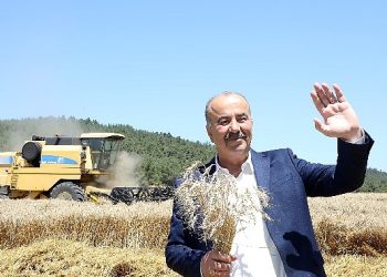 Mudanya’da buğday hasadı zamanı 
