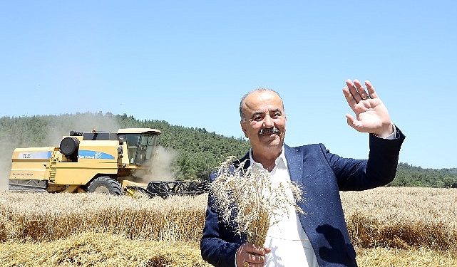 Mudanya’da buğday hasadı zamanı