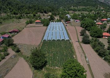 Muğla Büyükşehir Belediyesi dayanaklarıyla Migros’ta çilek satışına başlayan üreticiler Köyceğiz’in yaylalarında yetişen eserleri vatandaşla buluşturmanın memnunluğunu yaşıyor.
