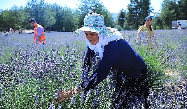 Muğla Büyükşehir Koku Vadisi’nde Lavanta Şenliği Düzenliyor