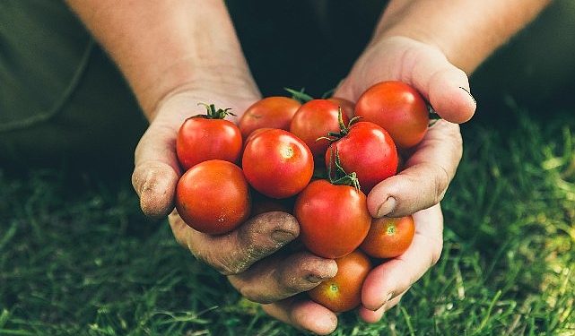 Rusya’ya domates ihracatında kota 500 bin tona çıktı