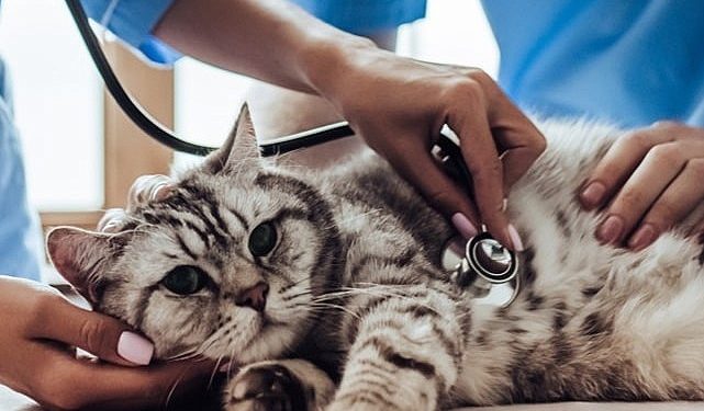 Sahipsiz Hayvanlar için Mama Takviyesine Dönüşüyor