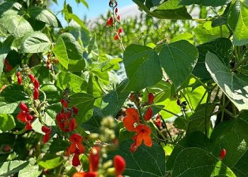 Saray Belediyesi zirai üretimde örnek oluyor