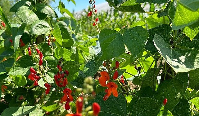 Saray Belediyesi zirai üretimde örnek oluyor