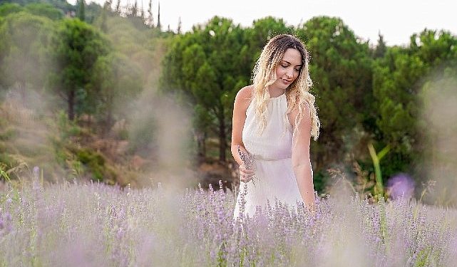 Seferihisar’da lavanta hasadı şenlikle başlıyor