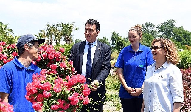 Tarihi İnkaya Çınarı Geleceğe Taşınıyor