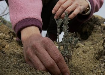 TOÇEV, Payam Ekolojik Badem Köyü Projesi’ne takviye bekliyor