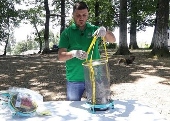 Vektör çabasında karasinek tuzağı