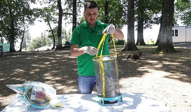 Vektör çabasında karasinek tuzağı