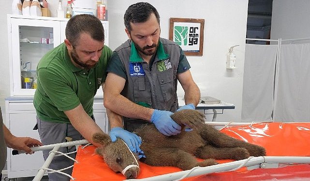 Yaralı boz ayı Ormanya’da yaşama tutundu
