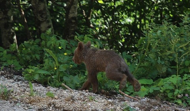 Yavru boz ayı Tuti tabiata salındı