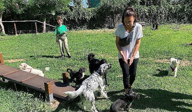 Yenilenen köpek parkı ile can dostların keyfi yerinde