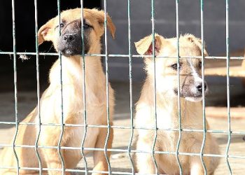 Yılın birinci 6 ayında 13 bin 467 sokak hayvanına tedavi