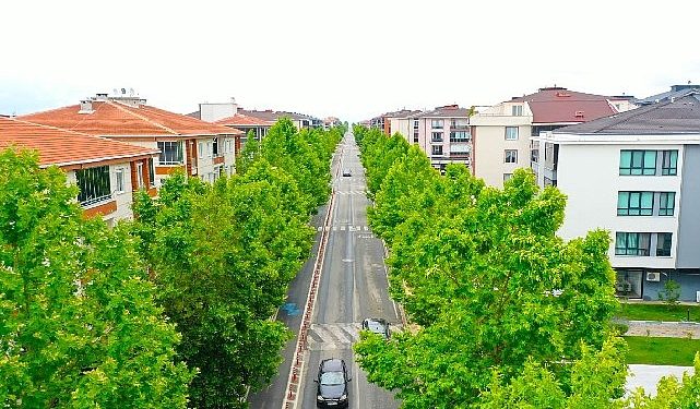 “Yıllar evvel dikilen ağaçlar yeşil koridor oluşturdu”