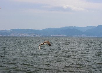 Yorgun martılar Karşıyaka’da emin ellerde!