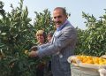 2023/24 döneminde narenciye rekoltesinde rekor artış