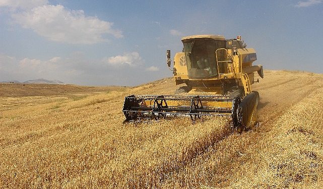 Antalya Büyükşehir Belediyesi kendi toprağında buğday yetiştirdi