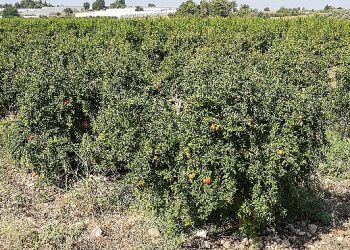 Antalya Büyükşehir’in Çiftçilere Yararlı Böcek Dayanağı Devam ediyor