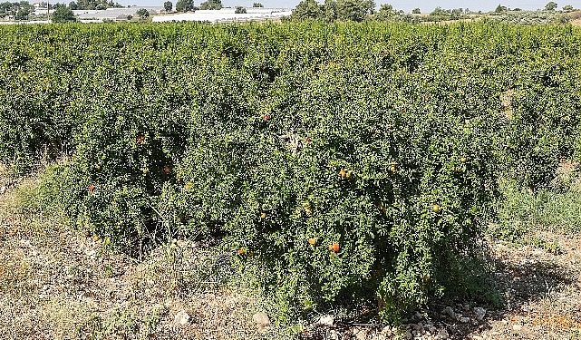 Antalya Büyükşehir’in Çiftçilere Yararlı Böcek Dayanağı Devam ediyor