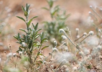 Buca Belediyesi adaçayı ihraç edecek