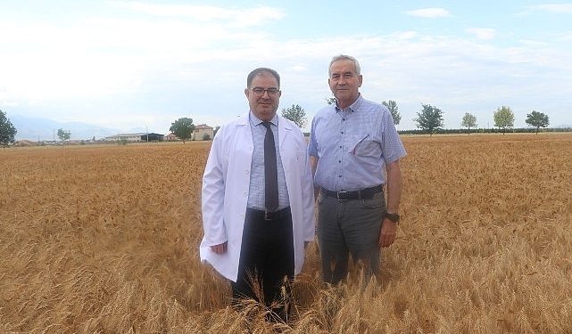 Bulgur üretiminin geleceğine cet tohumu Ahmet Buğdayı damga vuracak
