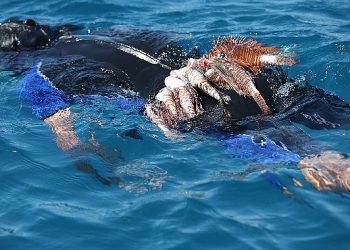 Büyükşehir Aslan Balığı Avlama Müsabakası Düzenledi