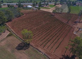 Büyükşehir Muğla’da 228 Bin 400 Ağacı Toprakla Buluşturdu