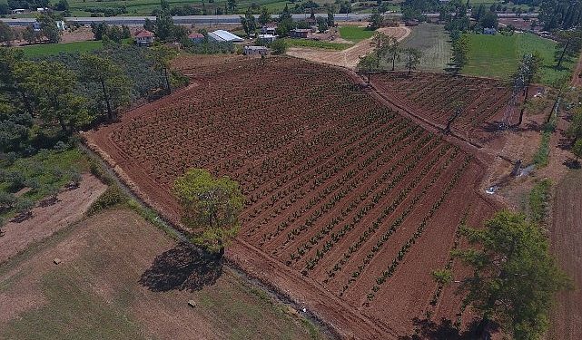 Büyükşehir Muğla’da 228 Bin 400 Ağacı Toprakla Buluşturdu