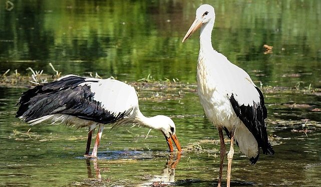 Büyüyen yavru leylekler doğal yaşama bırakıldı