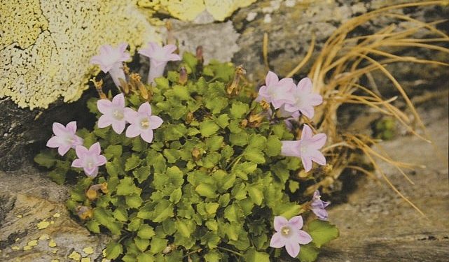 “Endemik Bitkiler” Dünyasına Seyahat
