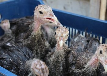 Hindi ile çekirge gayreti bu yıl da sürüyor